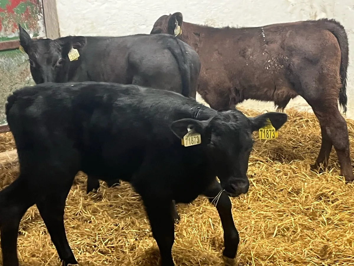 Super AA Bull Calves - Image 1