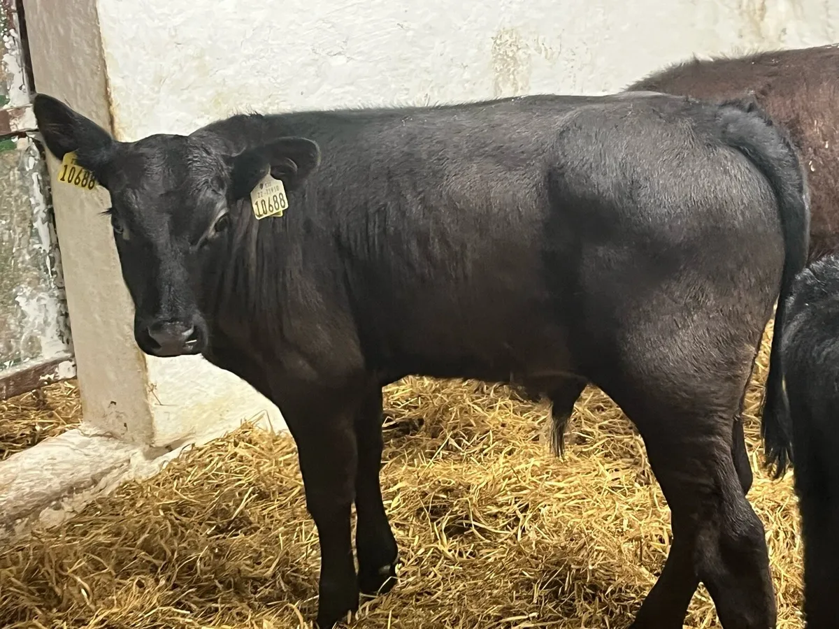 Super AA Bull Calves - Image 2