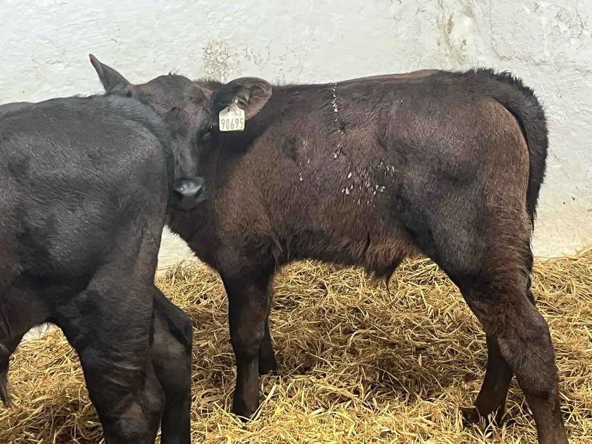 Super AA Bull Calves - Image 3