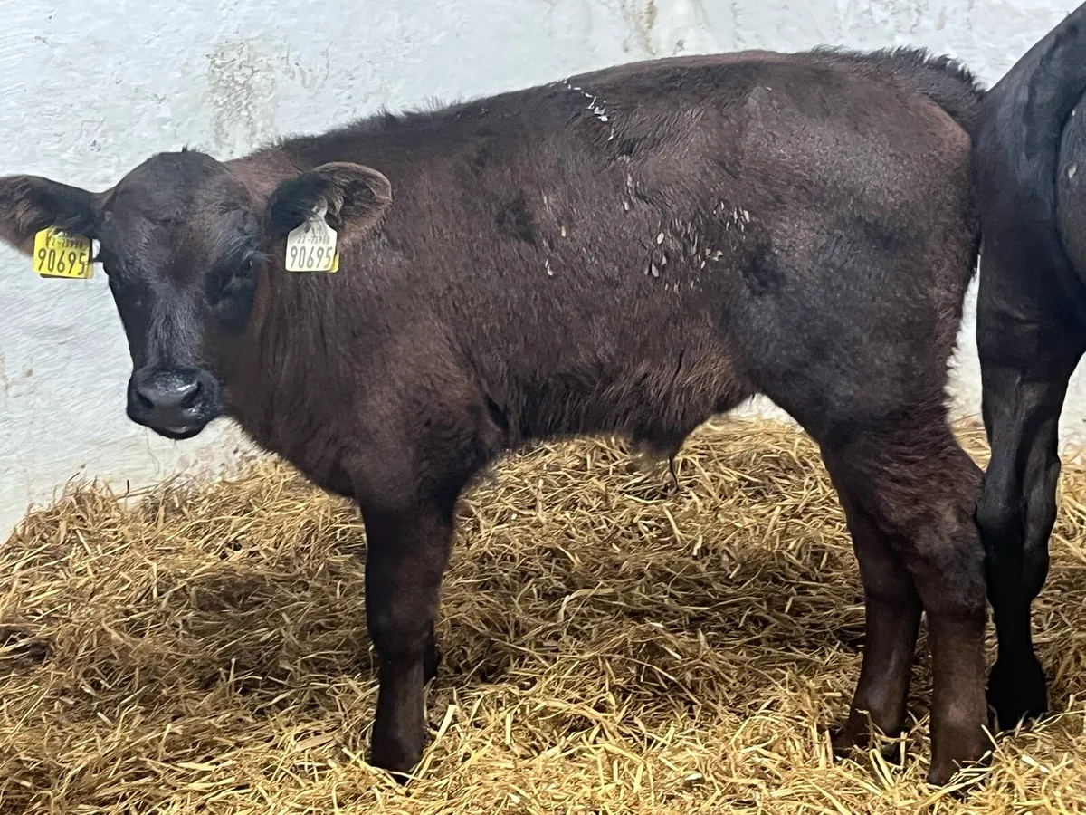 Super AA Bull Calves - Image 4