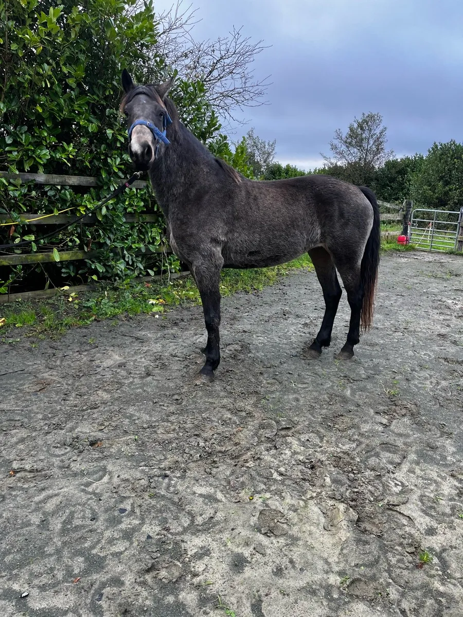 Smashing dark dun filly - Image 2