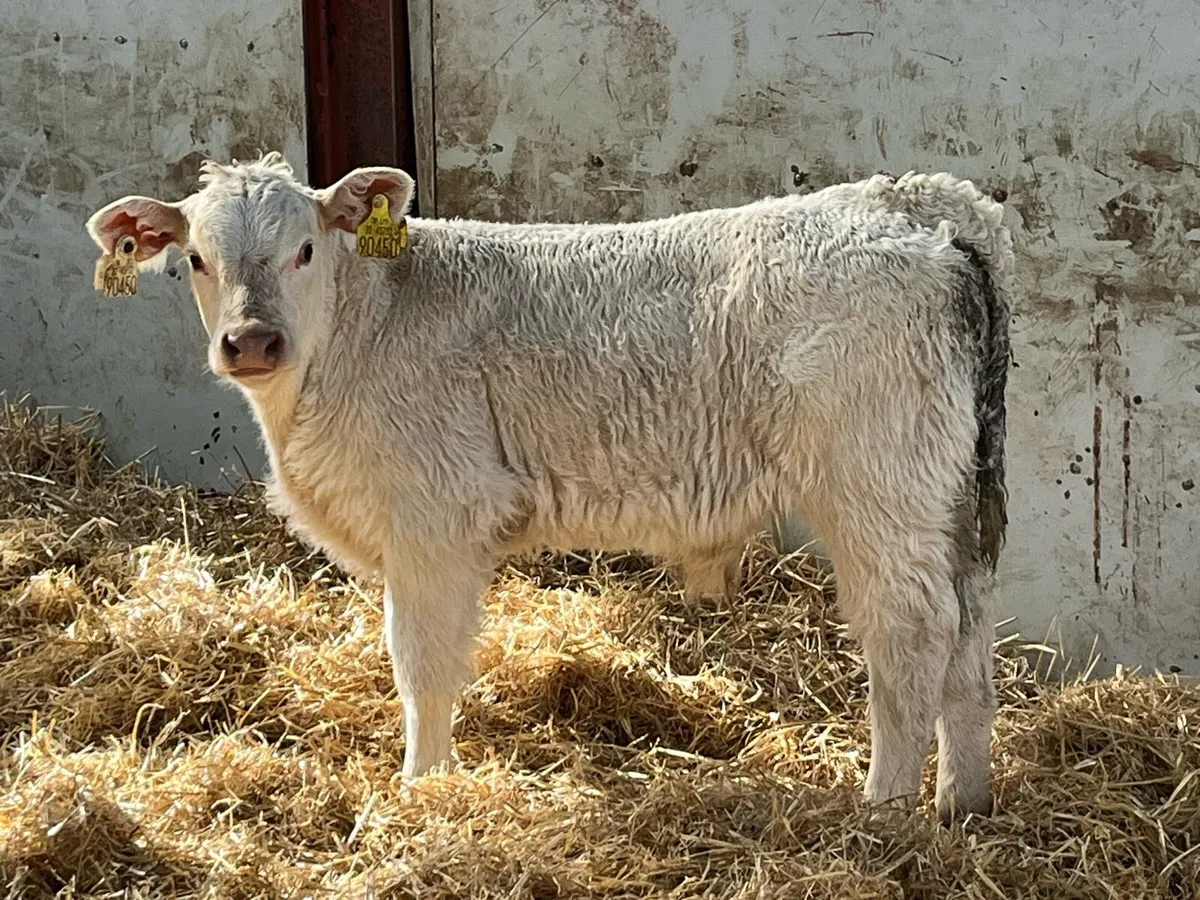 Charolais & Limousin Calves - Image 1
