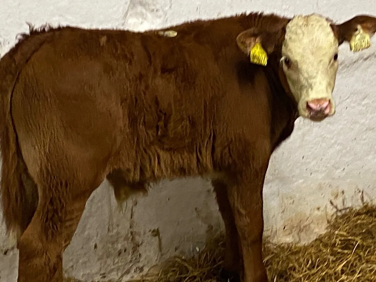 Charolais & Limousin Calves - Image 2