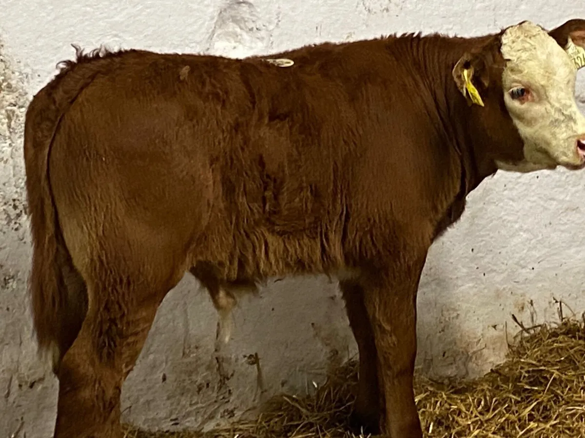 Charolais & Limousin Calves - Image 3