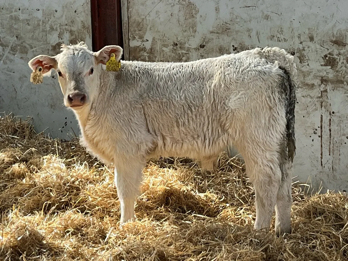 Charolais & Limousin Calves - Image 4