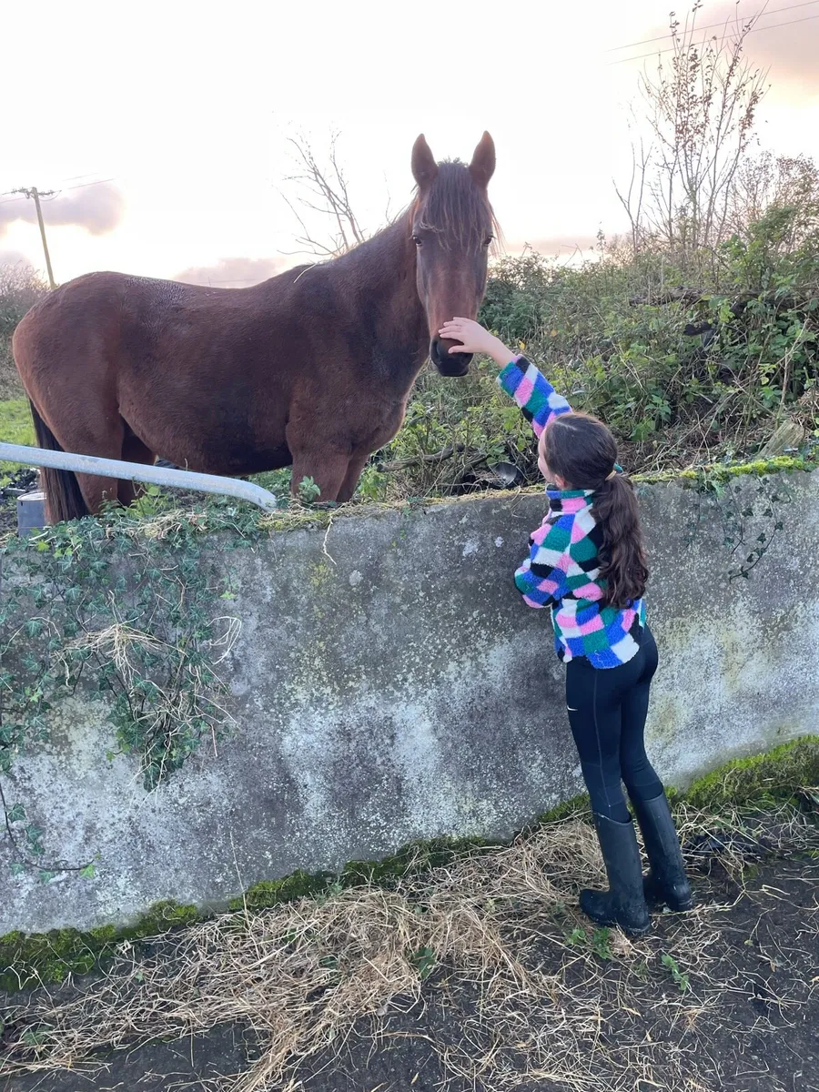 18 month gelding - Image 2