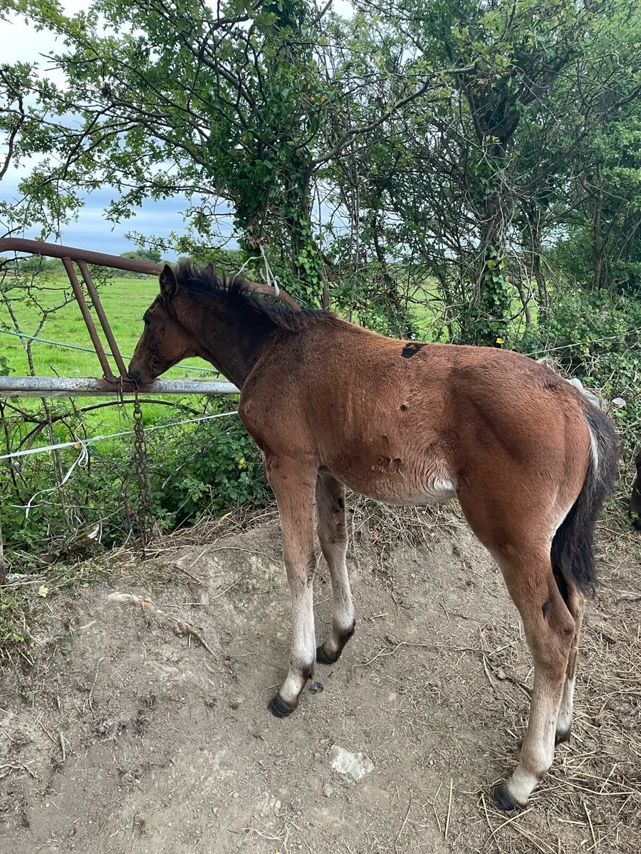 18 month gelding - Image 4