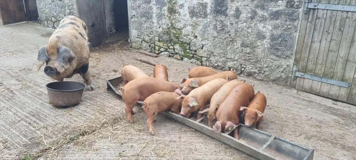 8 week old OSB x Duroc weaners for sale - Image 1