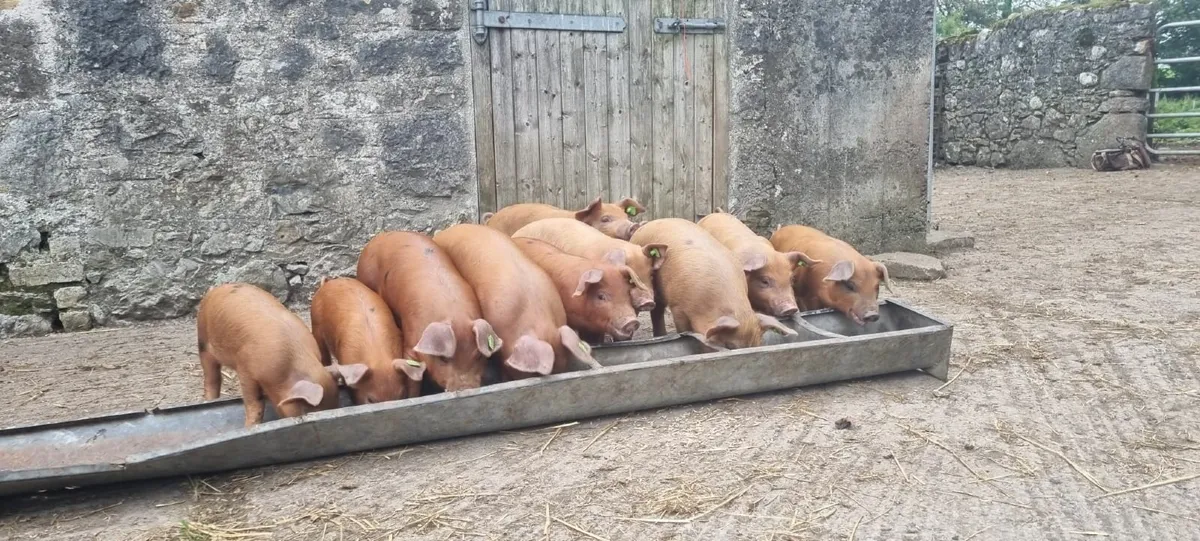 8 week old OSB x Duroc weaners for sale - Image 2