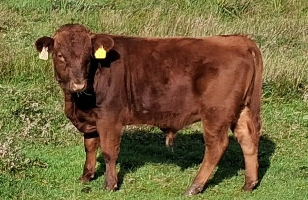 PBR Dexter Bull Weanling - Image 1