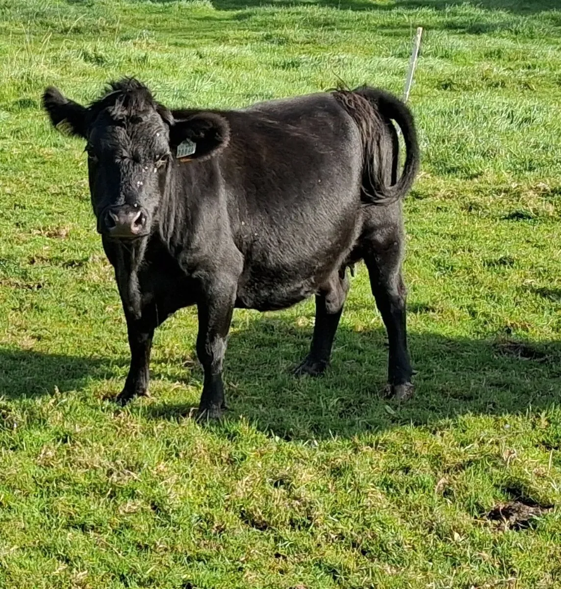 PBR Dexter Bull Weanling - Image 2