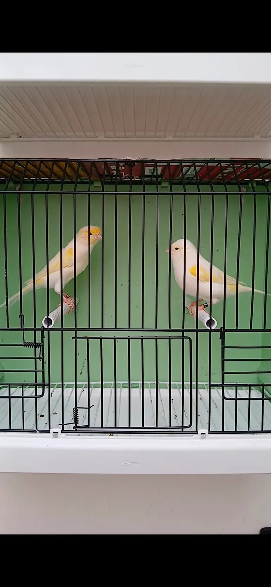 Birds - Image 2