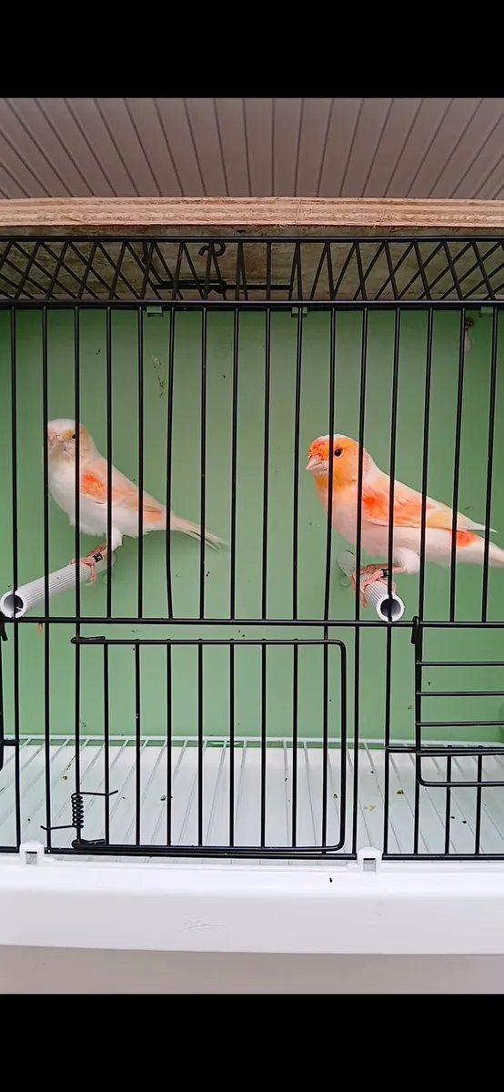 Birds - Image 3