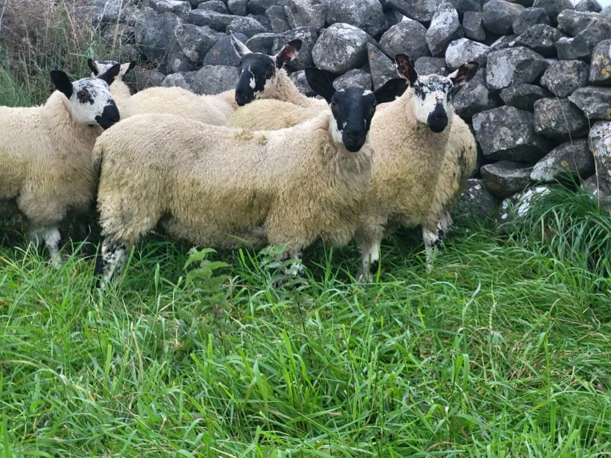 MILFORD RAM LAMBS - Image 2