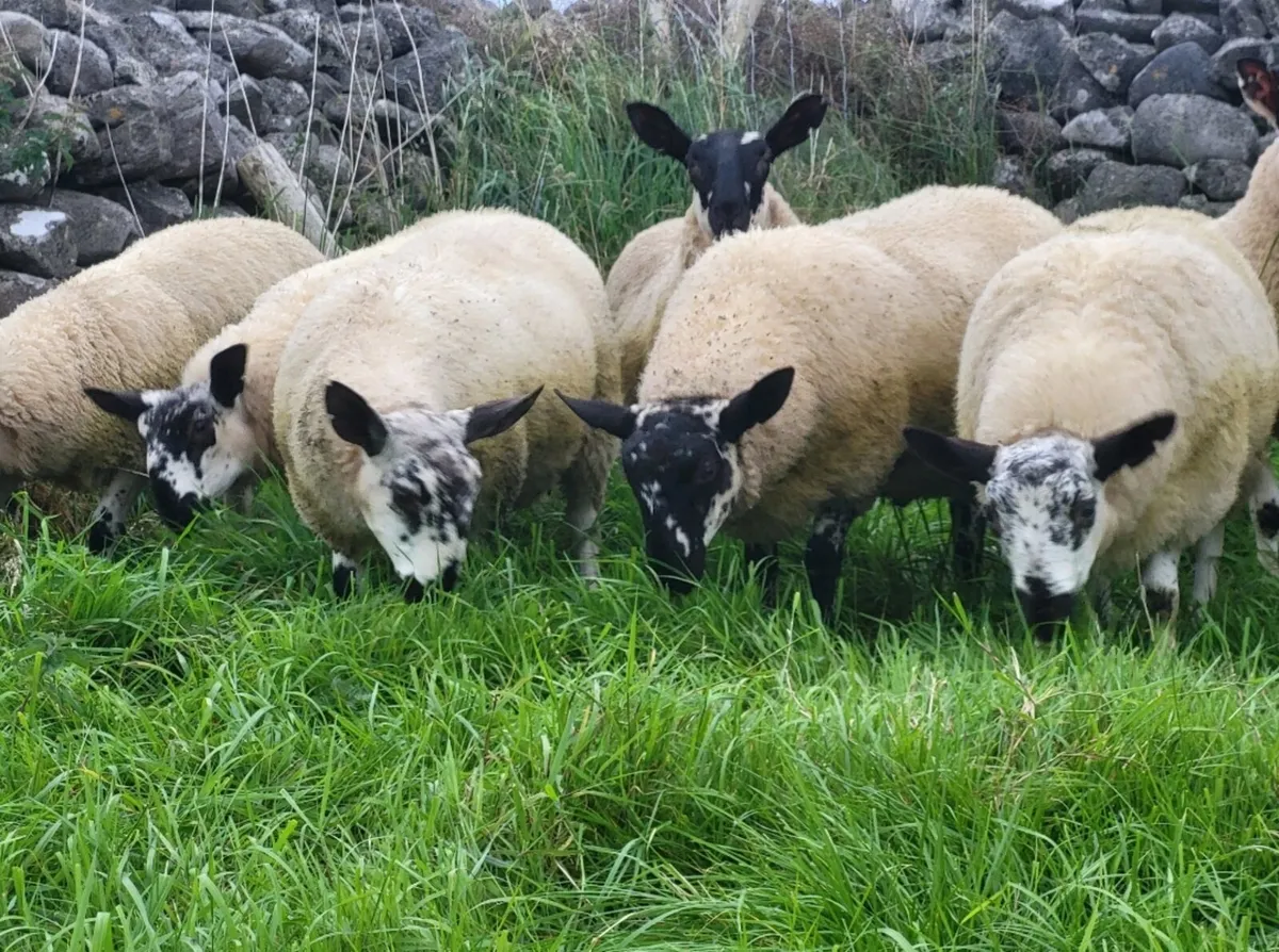 MILFORD RAM LAMBS - Image 1