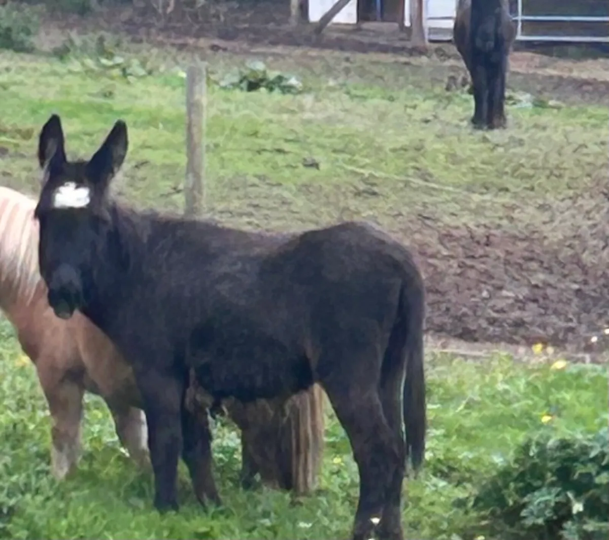 donkey - Image 1