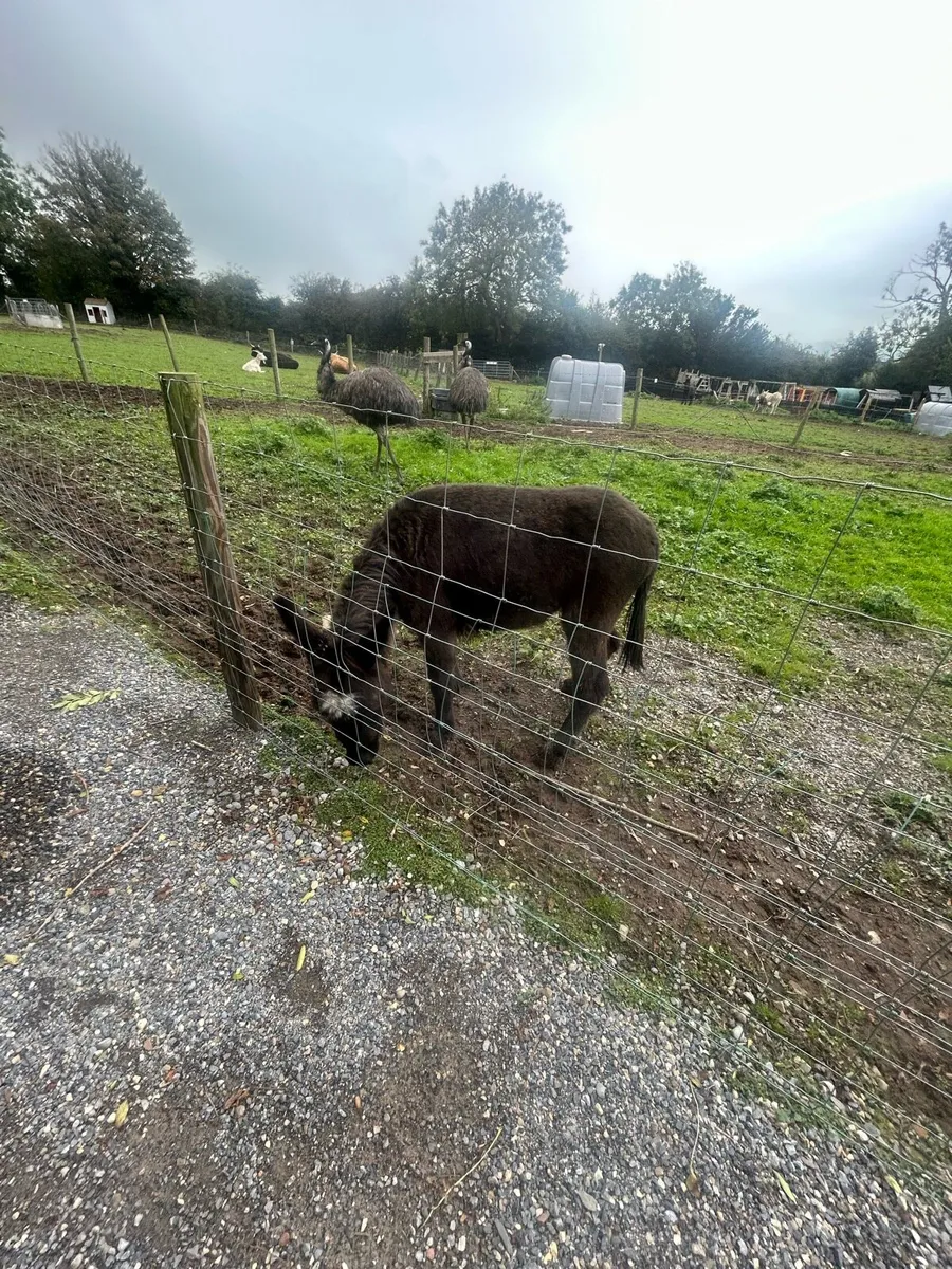 donkey - Image 2
