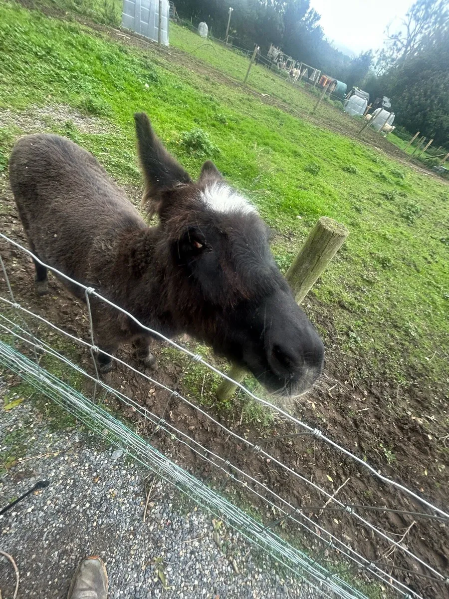 donkey - Image 3