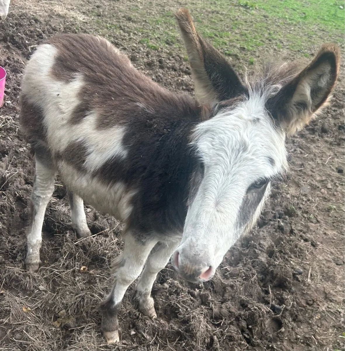 donkey - Image 4