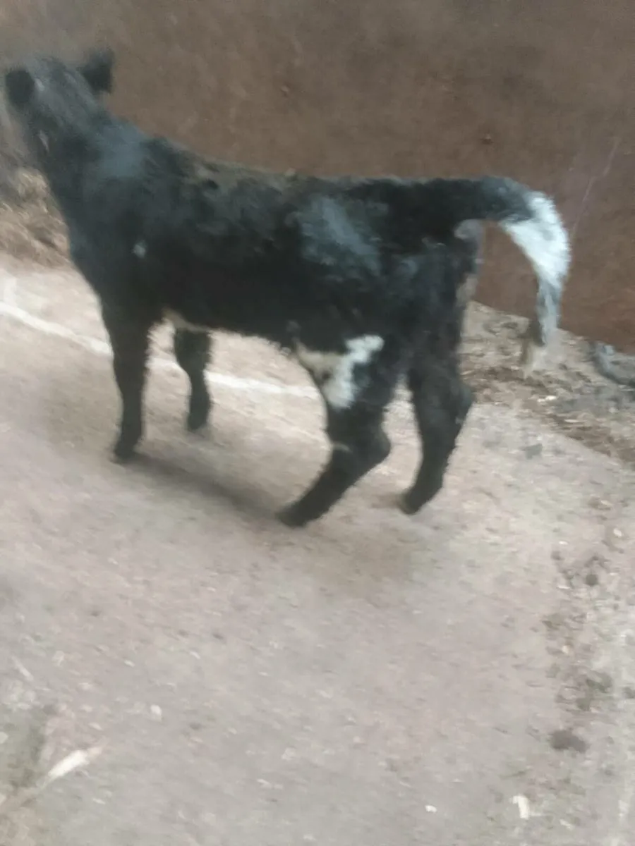 Calf - Image 1