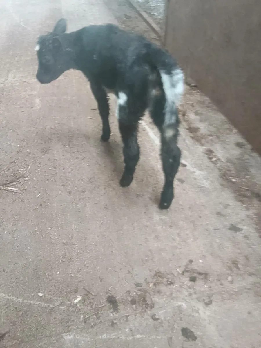 Calf - Image 2