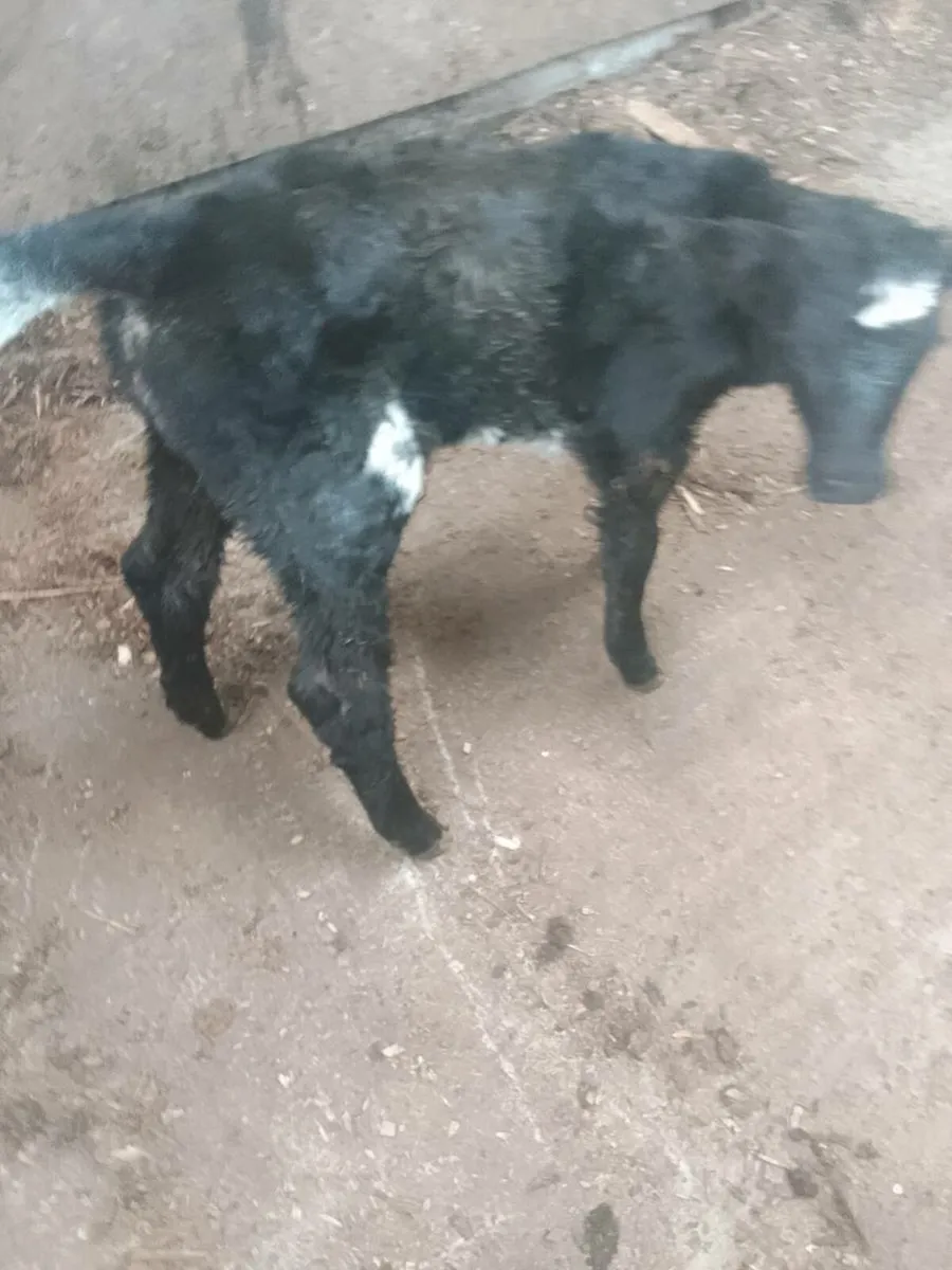 Calf - Image 3