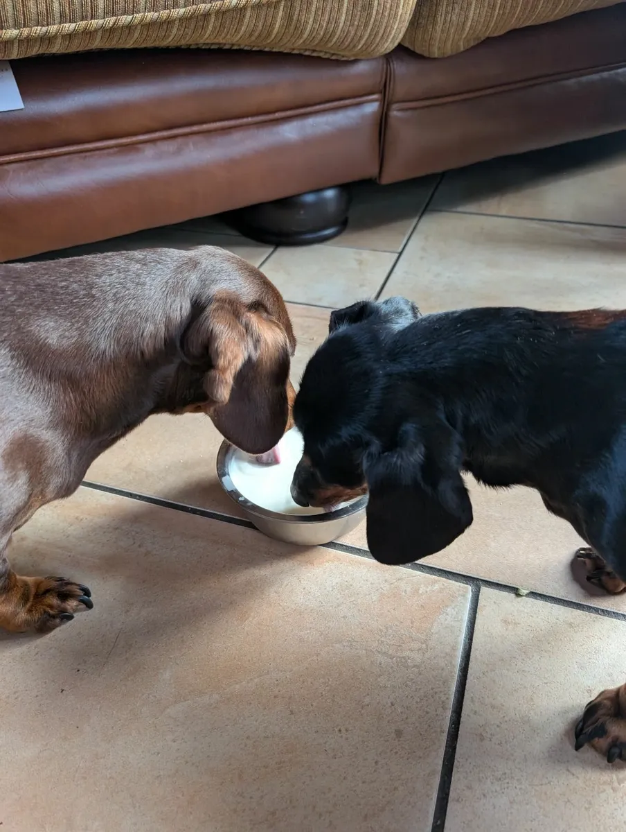 Goats Milk For Pets - Image 2