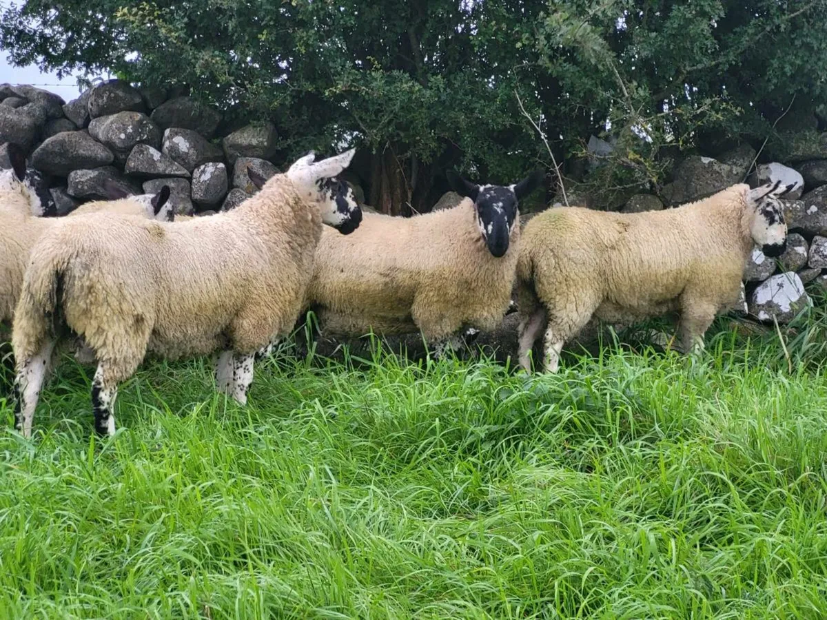 MILFORD RAM LAMBS - Image 3