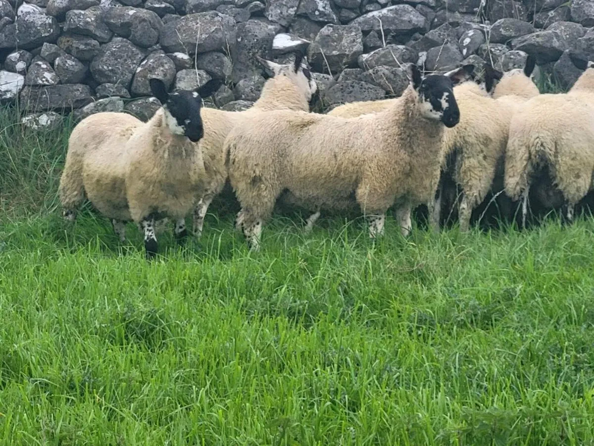 MILFORD RAM LAMBS - Image 4