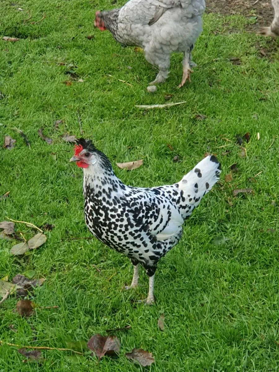 White Polish bantams - Image 2