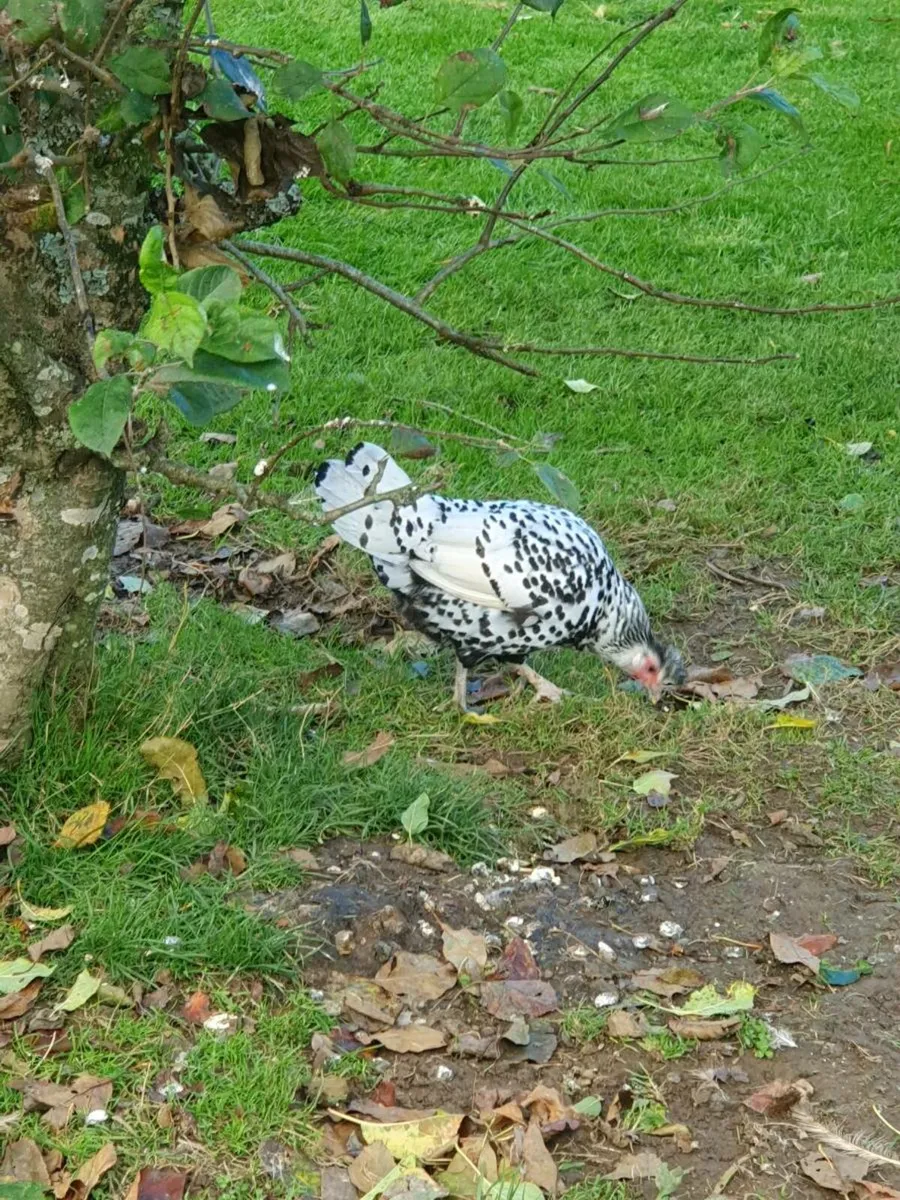 White Polish bantams - Image 3