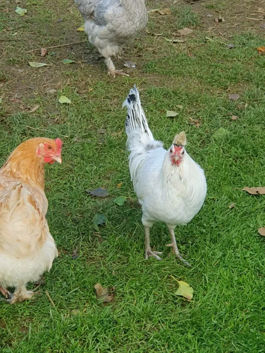 White Polish bantams - Image 4