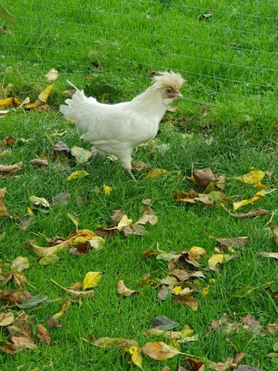 White Polish bantams - Image 2