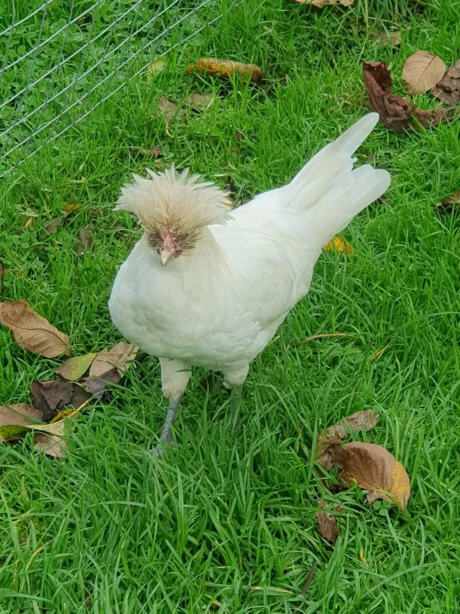 White Polish bantams - Image 1