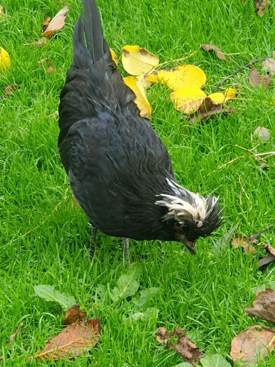 White Polish bantams - Image 3