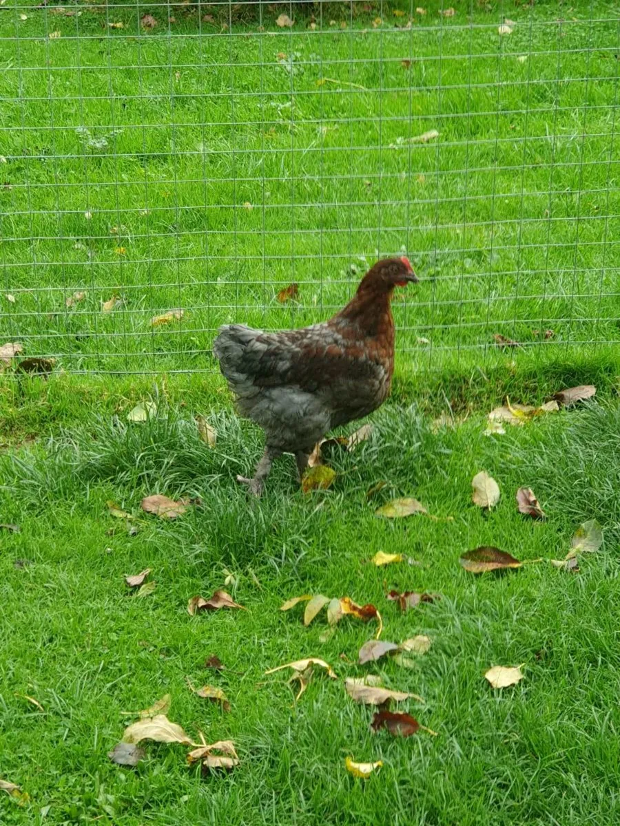 White Polish bantams - Image 4