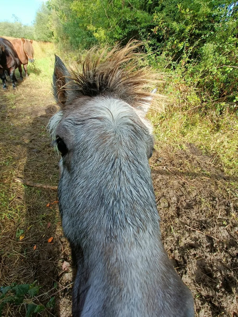 Shetland Pony - Image 1