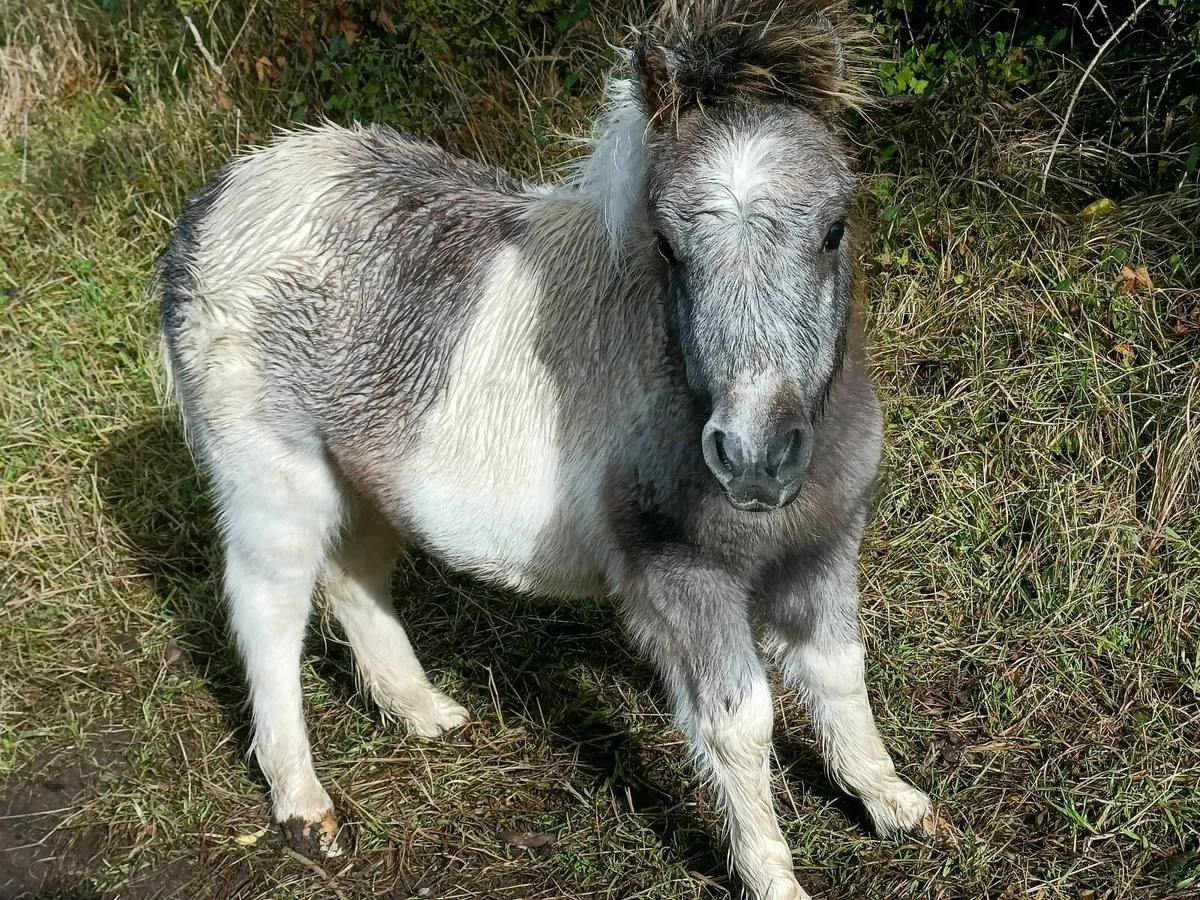 Shetland Pony - Image 2