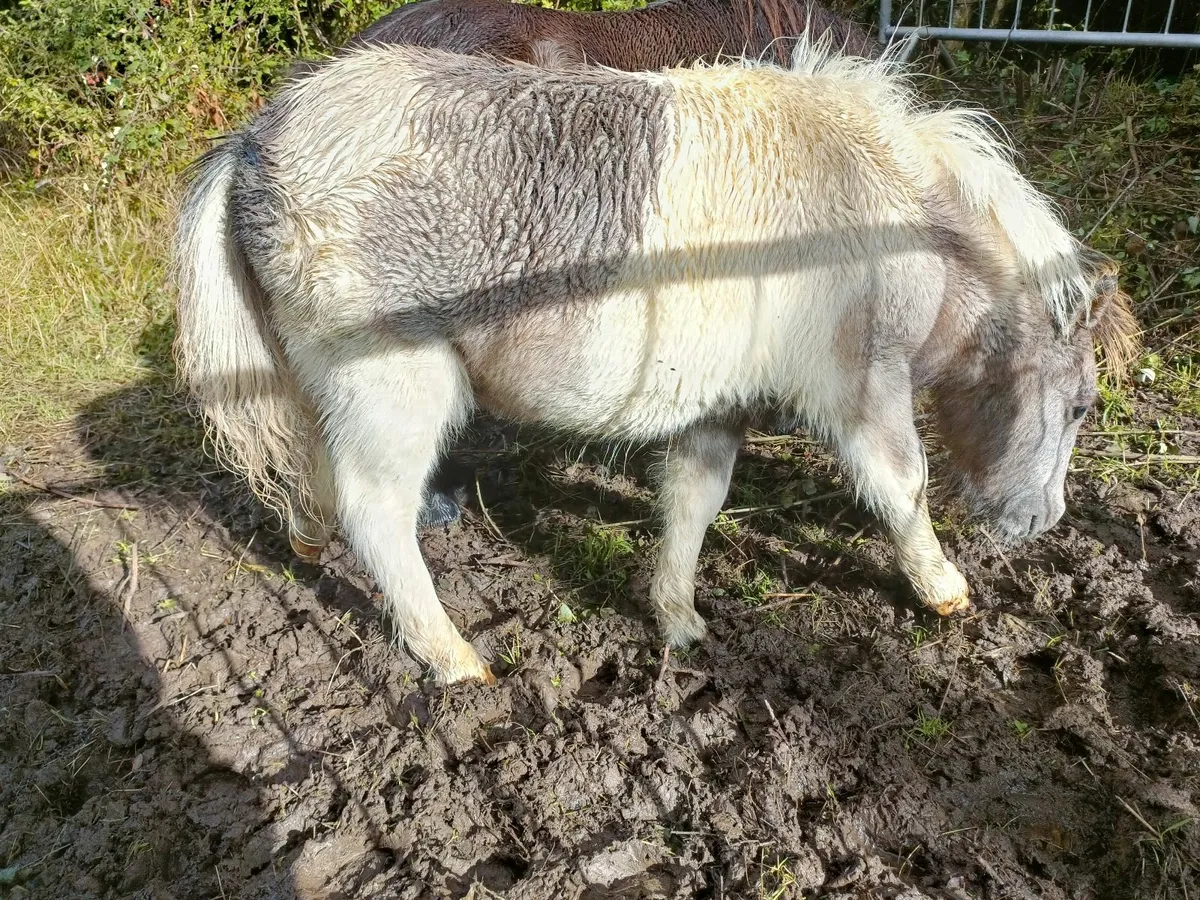 Shetland Pony - Image 3