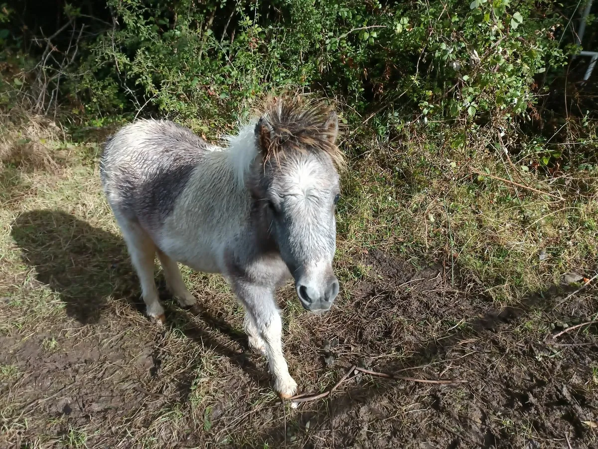 Shetland Pony - Image 4