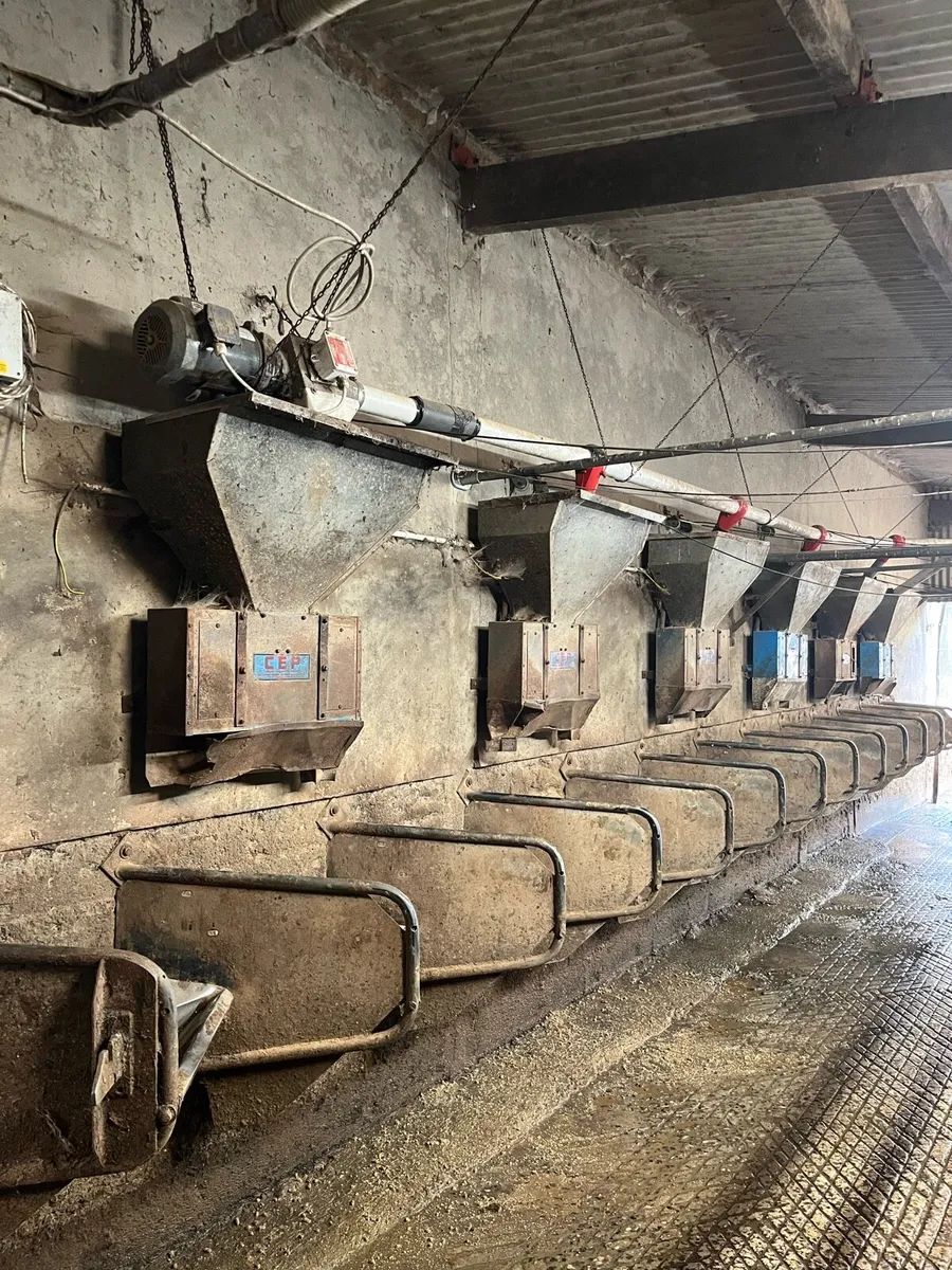 12 cashman feeders - Image 1