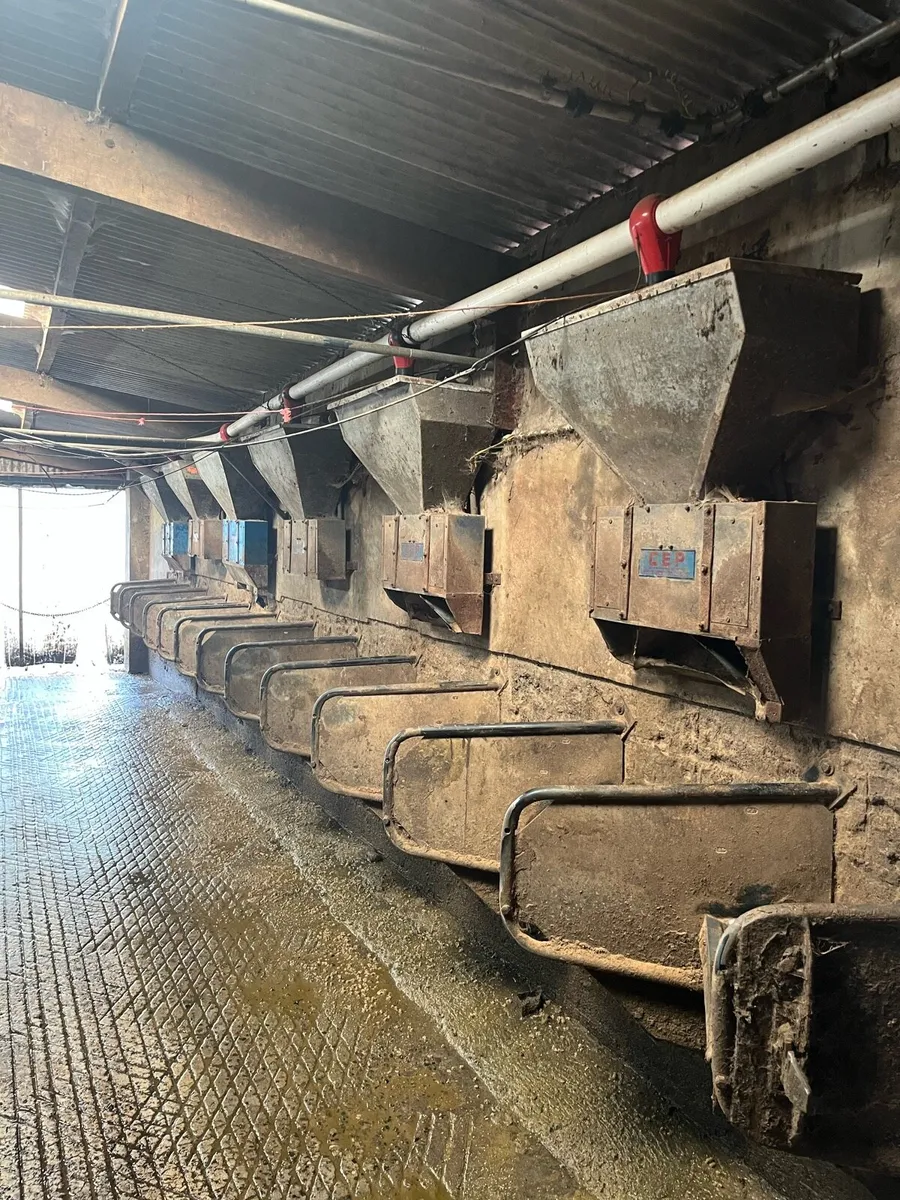 12 cashman feeders - Image 3