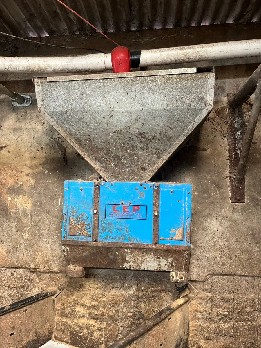 12 cashman feeders - Image 2