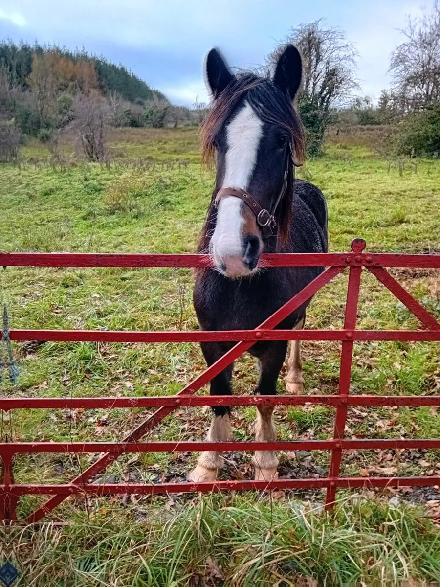 2 year old cob  filly - Image 1