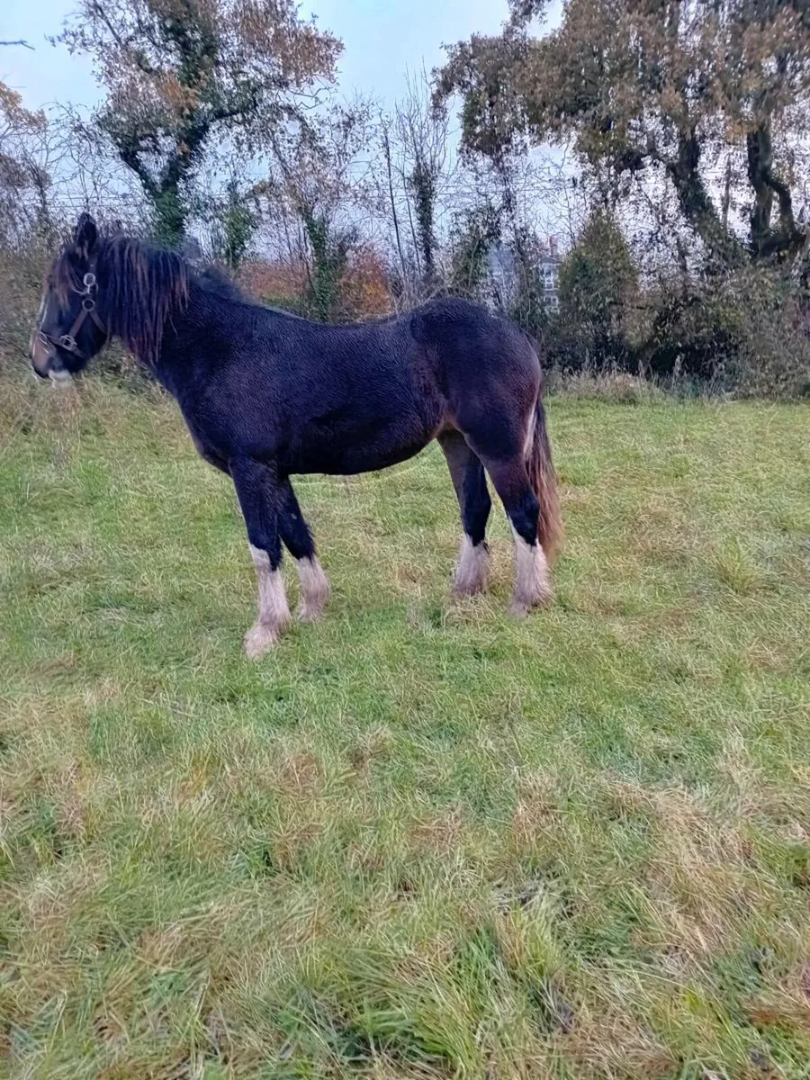 2 year old cob  filly - Image 2