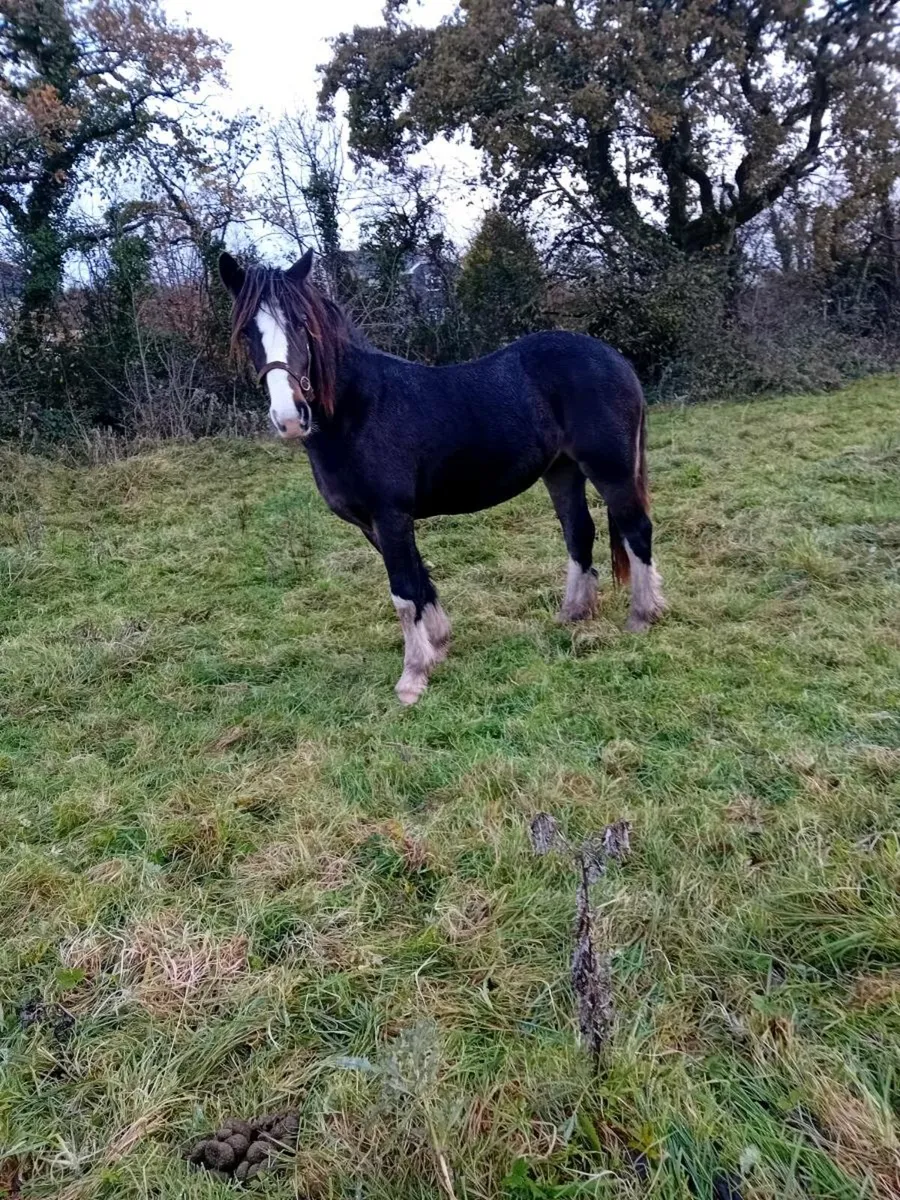 2 year old cob  filly - Image 3