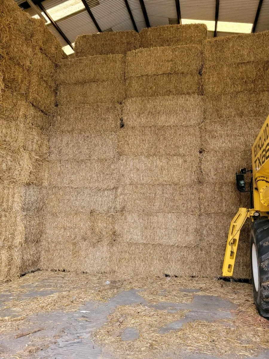 Barley straw - Image 3