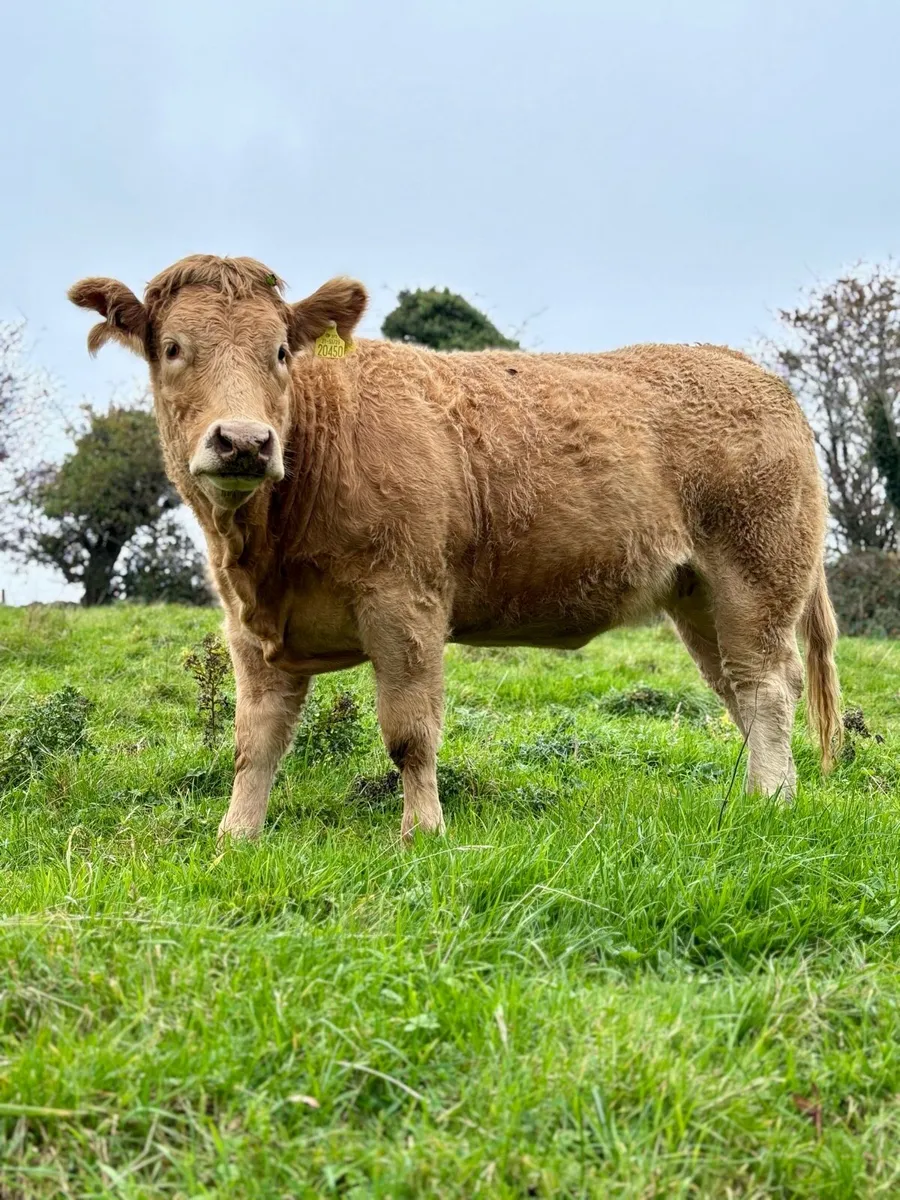 3 heifers for Balla Saturday 25th - Image 1