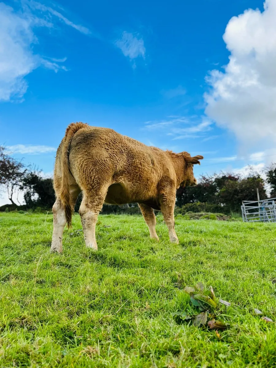 3 heifers for Balla Saturday 25th - Image 3