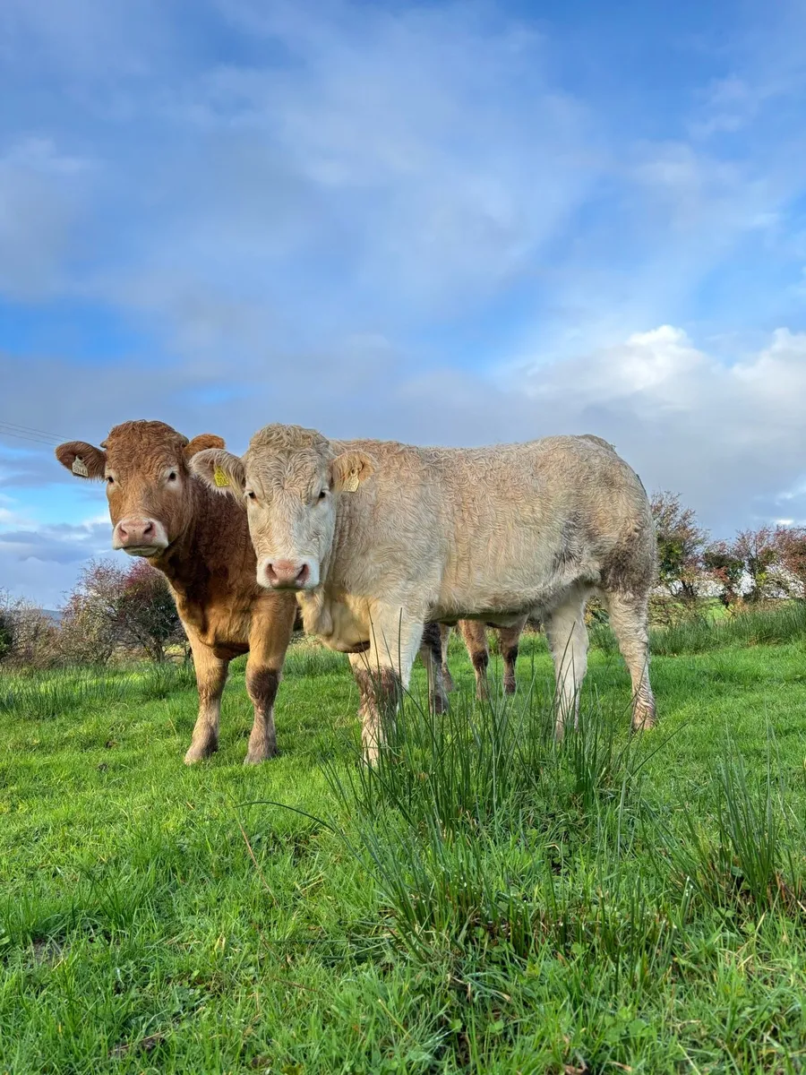 3 heifers for Balla Saturday 25th - Image 4